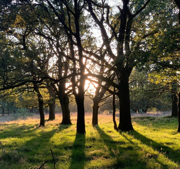 Veluwe